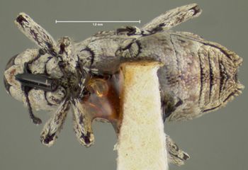 Media type: image;   Entomology 25210 Aspect: habitus ventral view